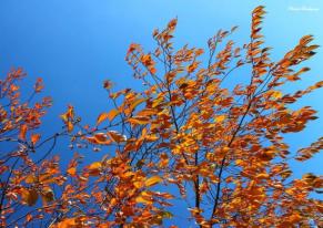 feuilles-au-vent